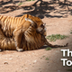 Illustration for article titled Zoologists Thrilled After Successfully Getting Pair Of Bengal Tigers To 69 In Captivity
